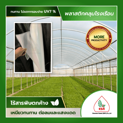 พลาสติกคลุมโรงเรือนใส UV 7% (แบ่งขาย)